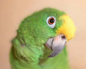 The adorable parrots